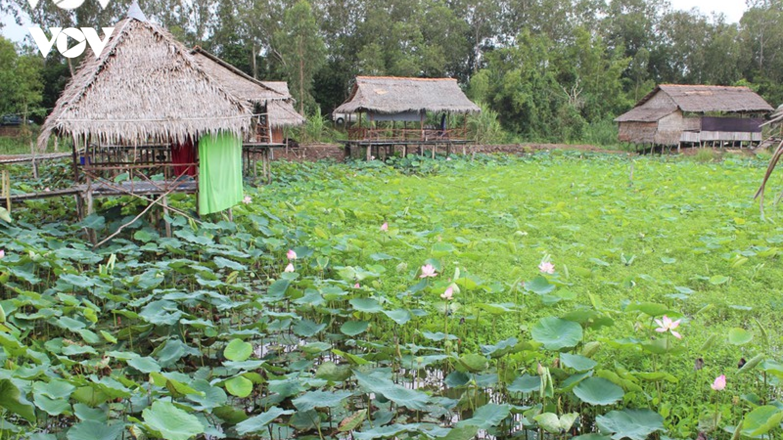 Liên kết để nâng cao giá trị ngành hàng sen Đồng Tháp