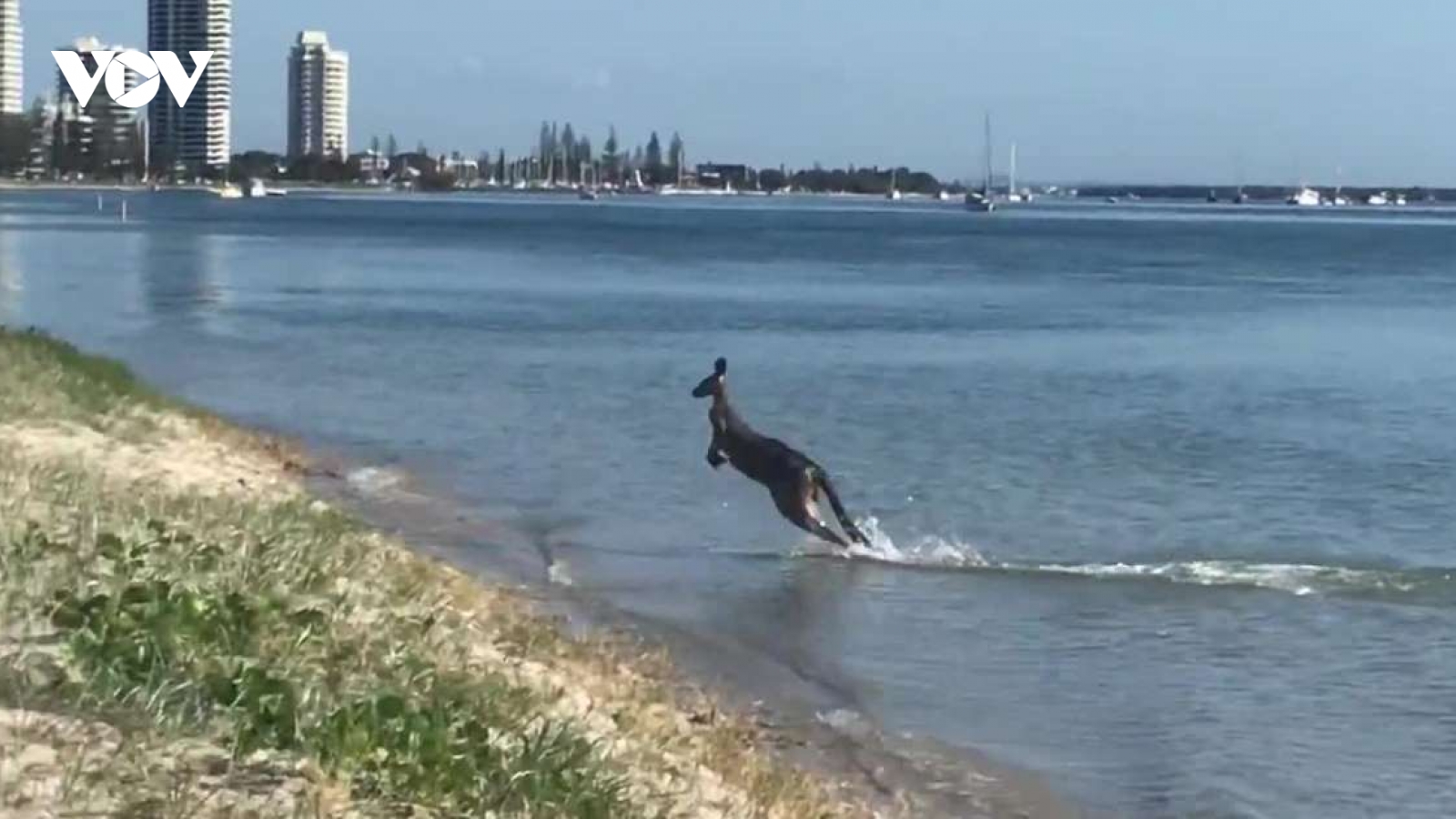 Bắt gặp chú Kangaroo đi tắm biển mùa xuân ở Australia