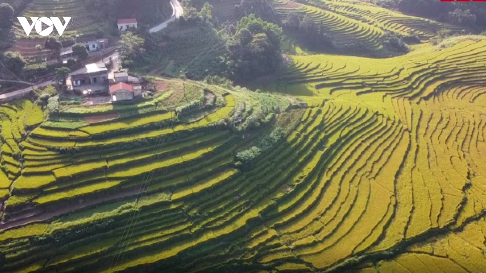 Ngắm ruộng bậc thang vàng rực mùa lúa chín ở Quảng Ninh