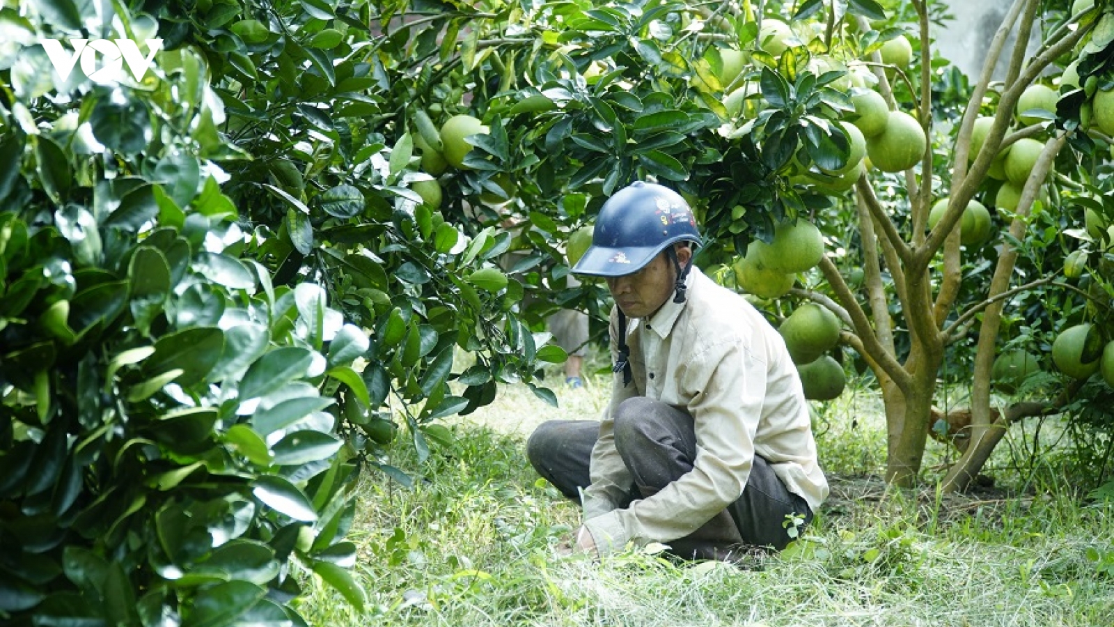 Xây dựng Mường Ảng thành vùng chuyên canh cây ăn quả ở Điện Biên