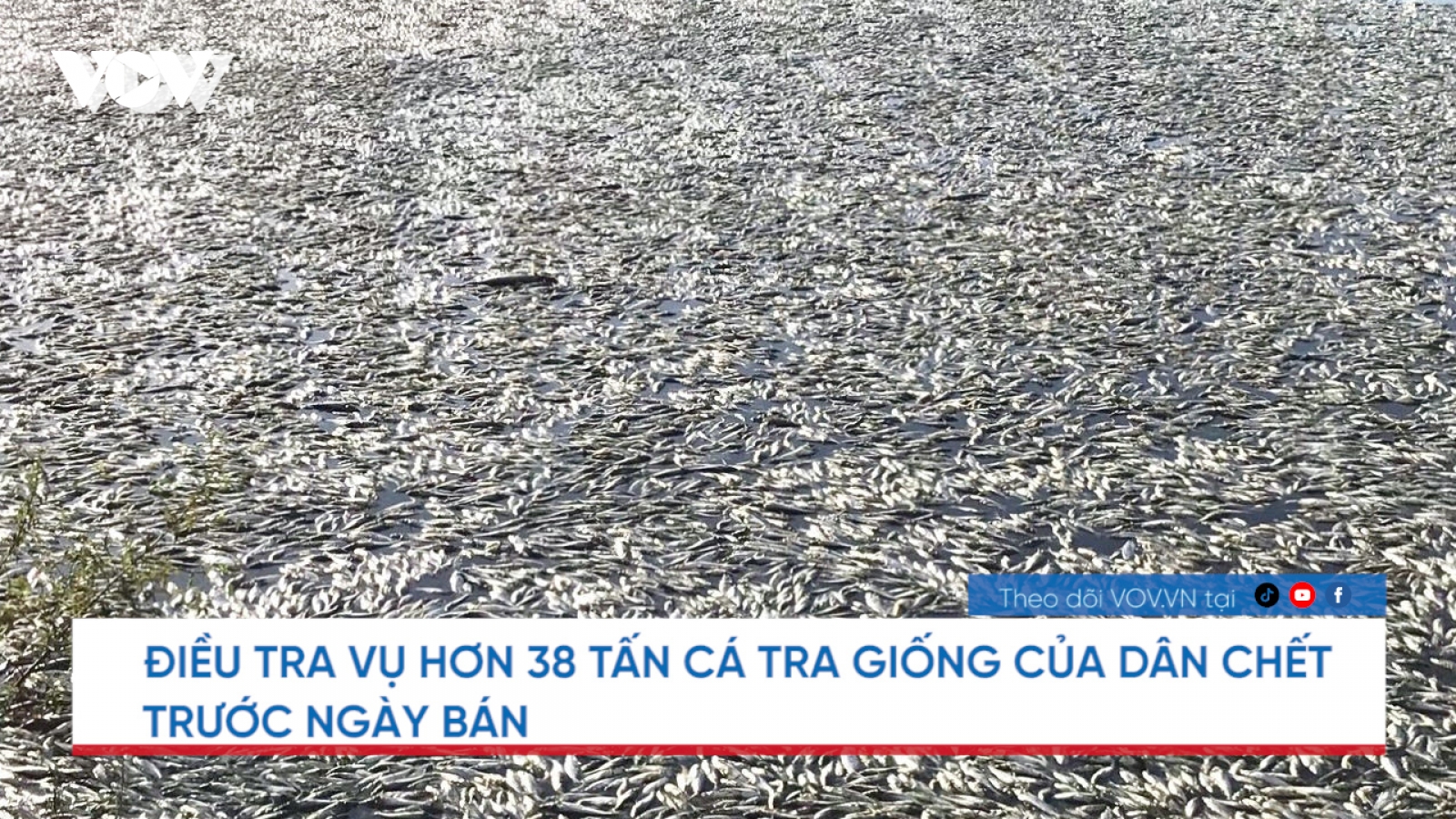 Nóng 24h: Điều tra vụ hơn 38 tấn cá tra giống chết trước ngày bán