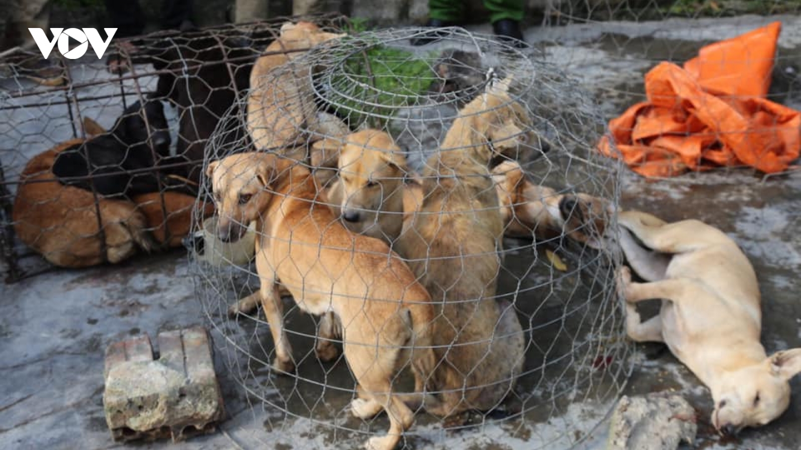 Nhóm “cẩu tặc” mang súng điện từ Thanh Hóa vào Nghệ An trộm chó