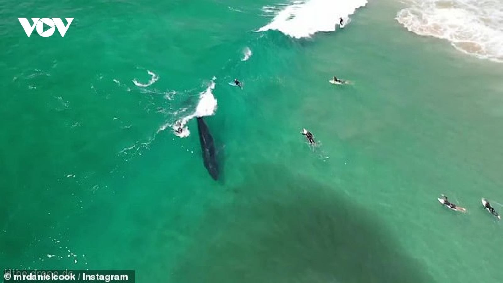 Video: Hai chú cá voi cùng “bắt sóng” với người lướt ván gần vịnh Byron (Australia)