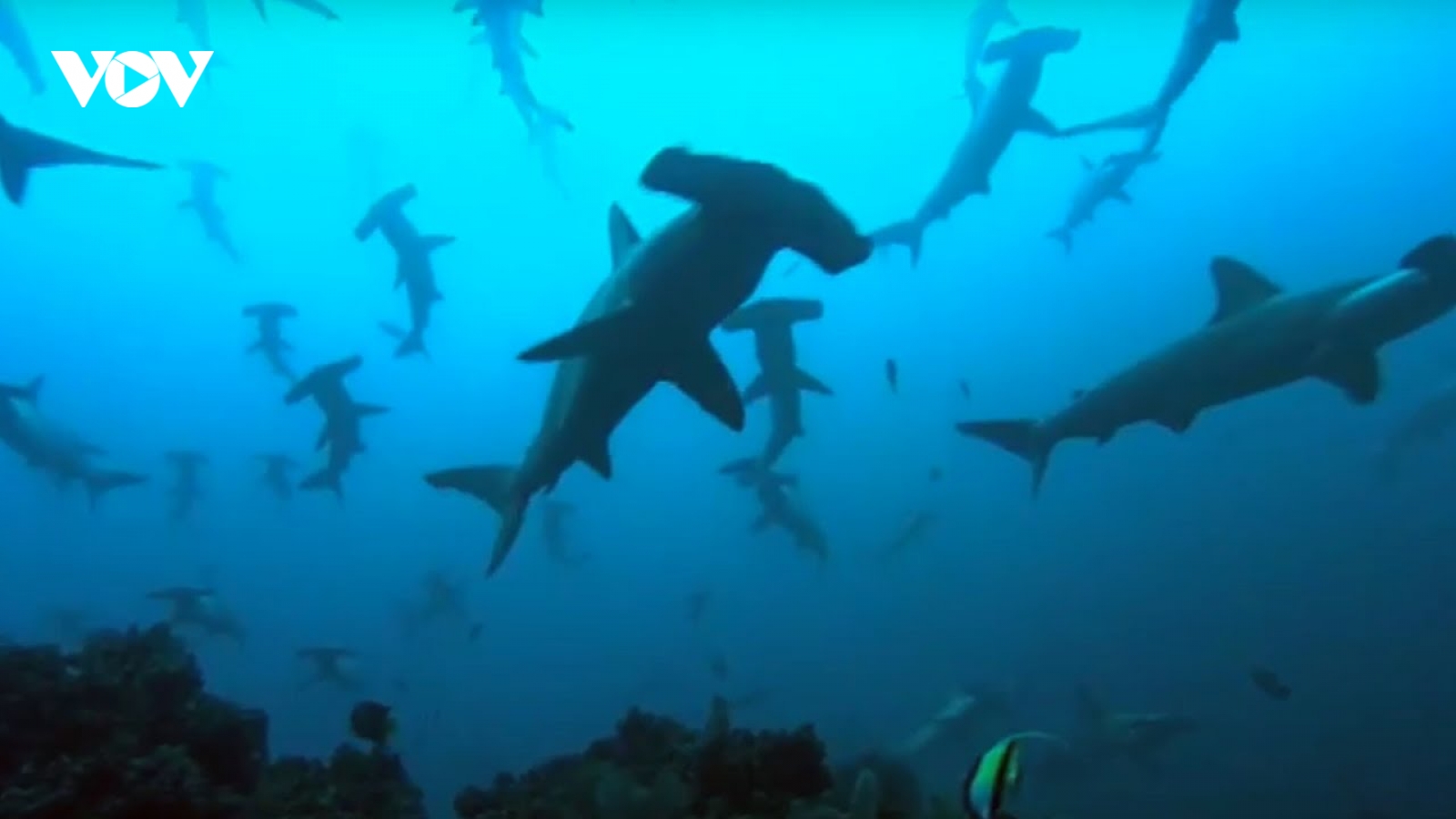 Nhóm thợ lặn bắt gặp đàn cá mập đầu búa ở quần đảo Galapagos (Ecuador)