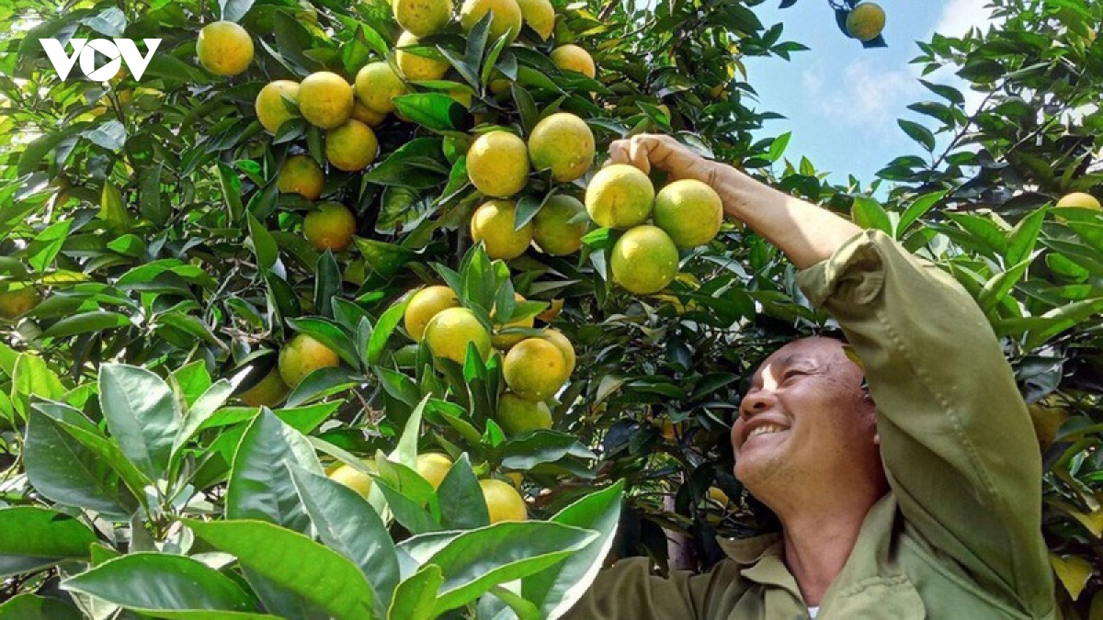 Nông dân thi đua làm giàu, xây dựng nông thôn mới