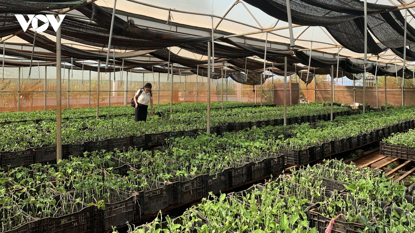 EVFTA: Áp lực và triển vọng chuyên nghiệp cho nông nghiệp Gia Lai