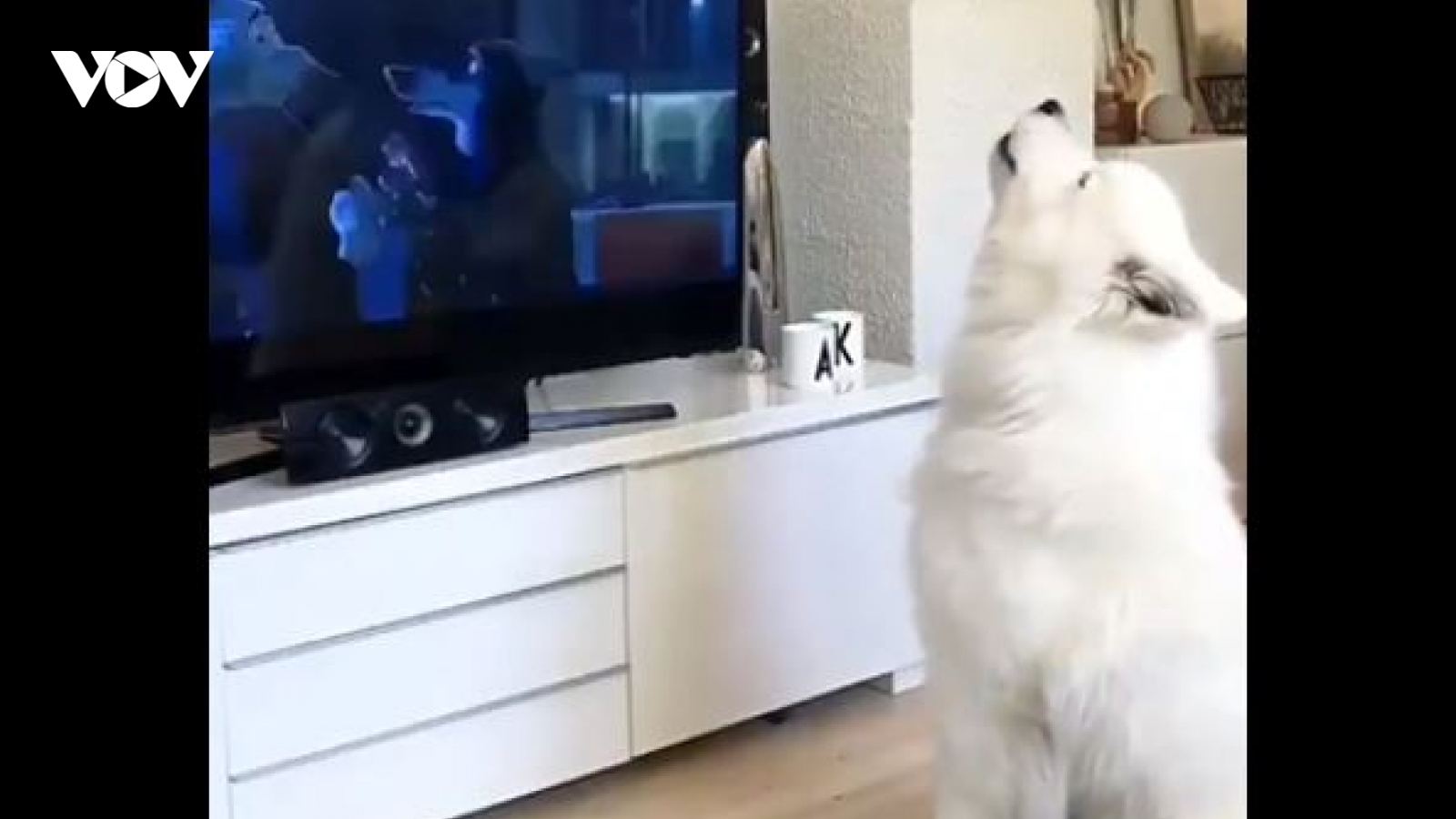 Video: Đáng yêu chú chó mê xem phim hoạt hình bắt chước nhân vật trong phim