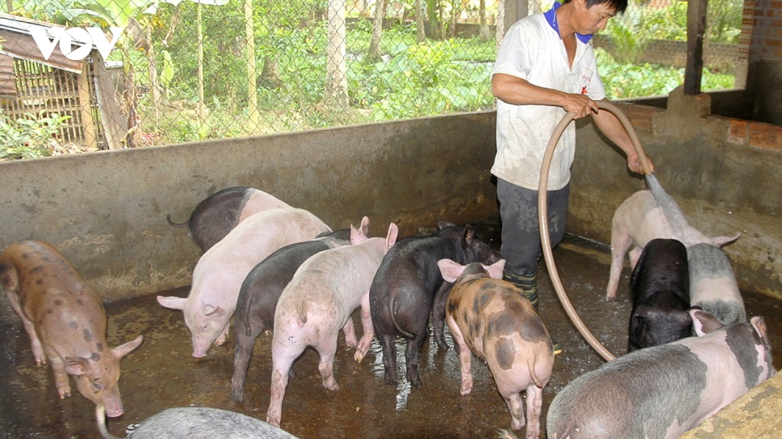 Bình Định dành 150 tỷ đồng cho vay không lãi suất để tái đàn lợn