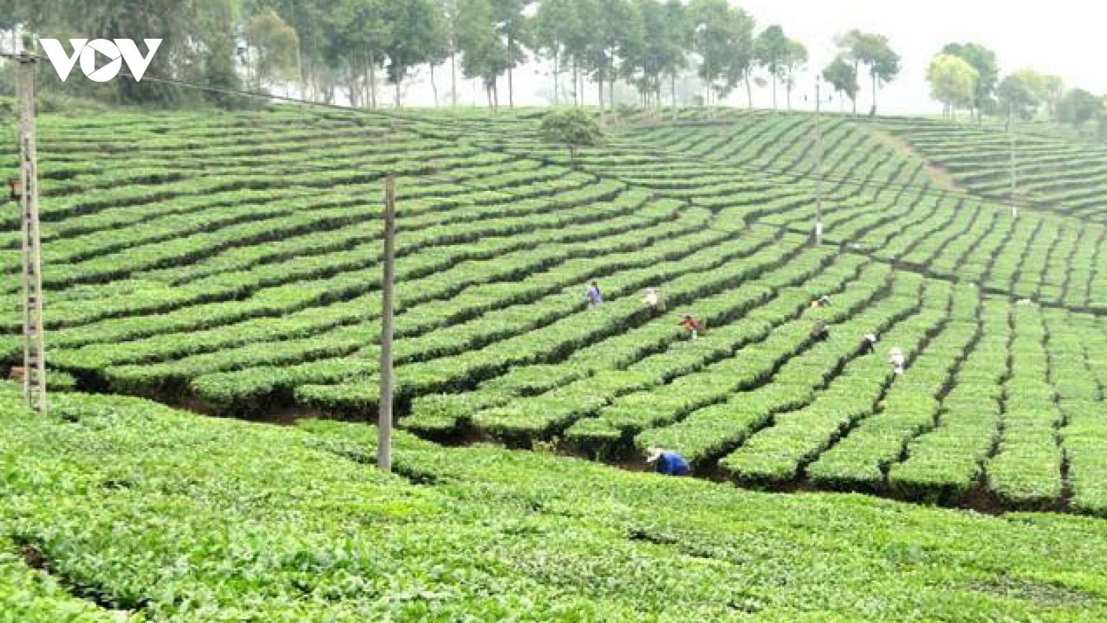Điều kiện hỗ trợ và ngân sách không đồng bộ: Hộ nghèo khó tiếp cận vốn
