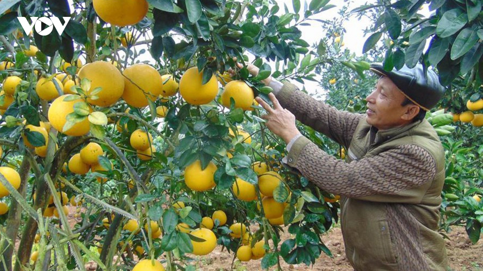 Bắc Giang lên kế hoạch thu hút du khách đến vườn trái cây Lục Ngạn