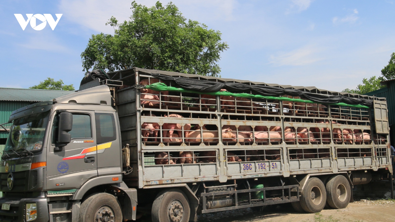 Vì sao giá lợn hơi lao dốc mạnh?