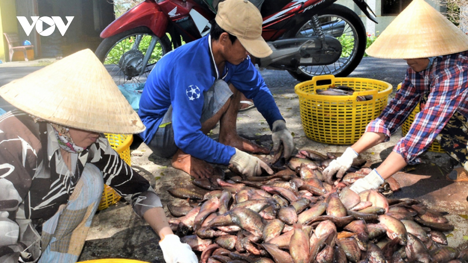 Người dân “thủ phủ cá bổi” Cà Mau gặp khó vì giá giảm