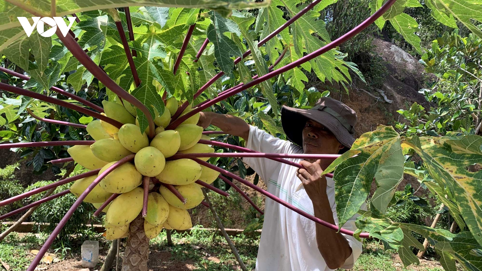 Nguồn vốn lớn giúp nông dân Gia Lai tái cơ cấu nông nghiệp