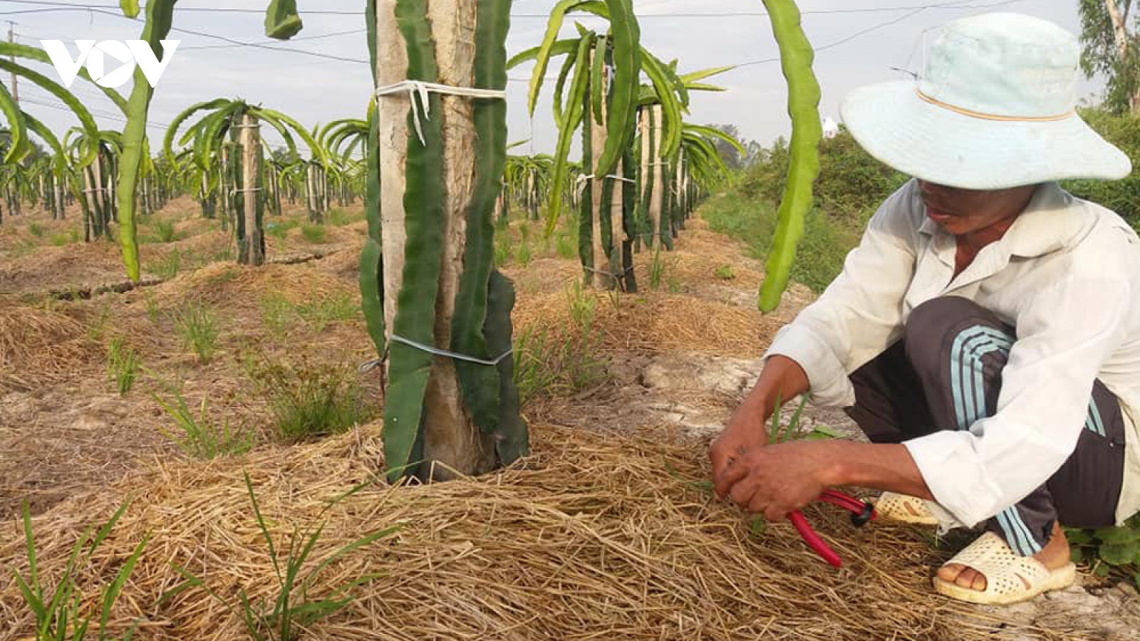 ĐBSCL sớm chủ động phòng chống hạn mặn bảo vệ vườn cây ăn quả