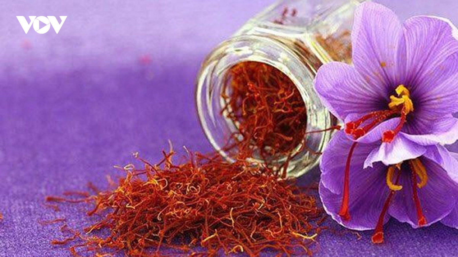 “Thần dược” nhụy nghệ tây có gì đặc biệt mà giá “cắt cổ”?
