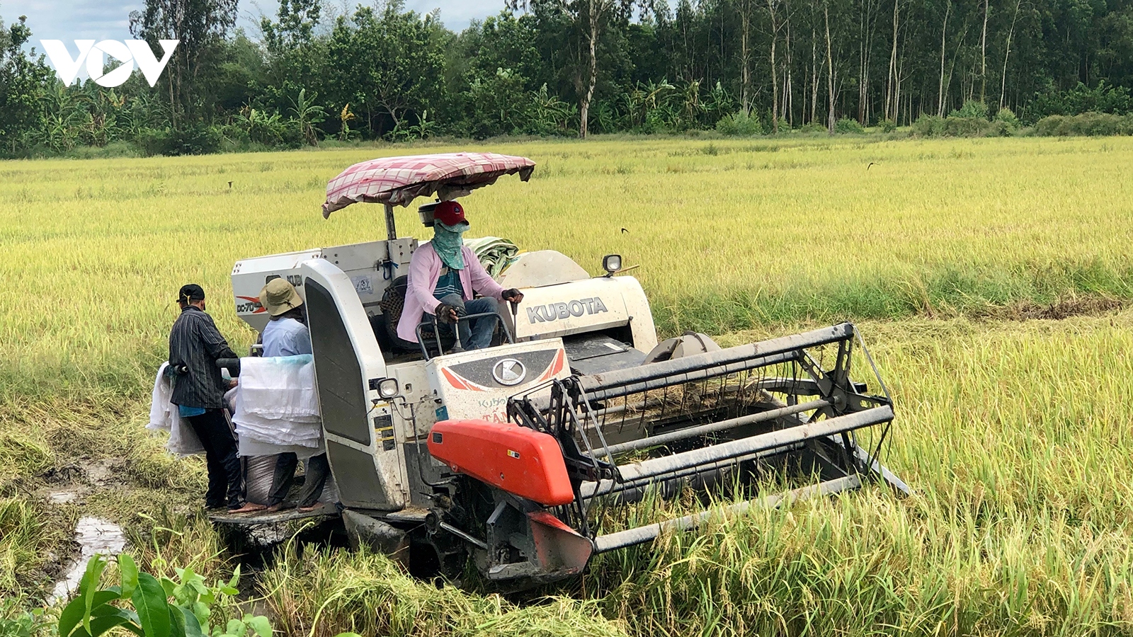 Vụ lúa thứ 3 trong năm người dân Hậu Giang được mùa được giá