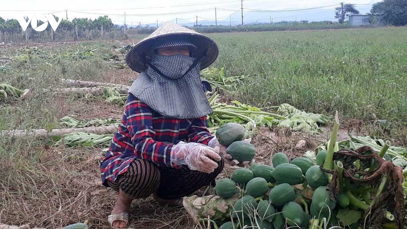 Làng rau Bàu Tròn trắng tay sau lũ