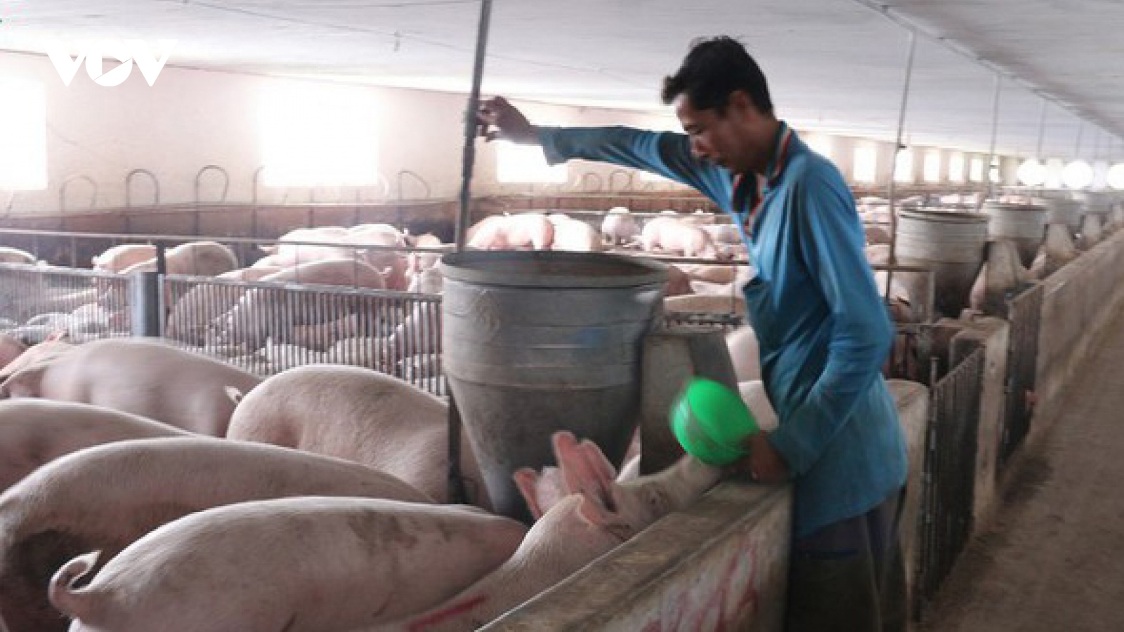 Giá thịt lợn tiếp tục giảm