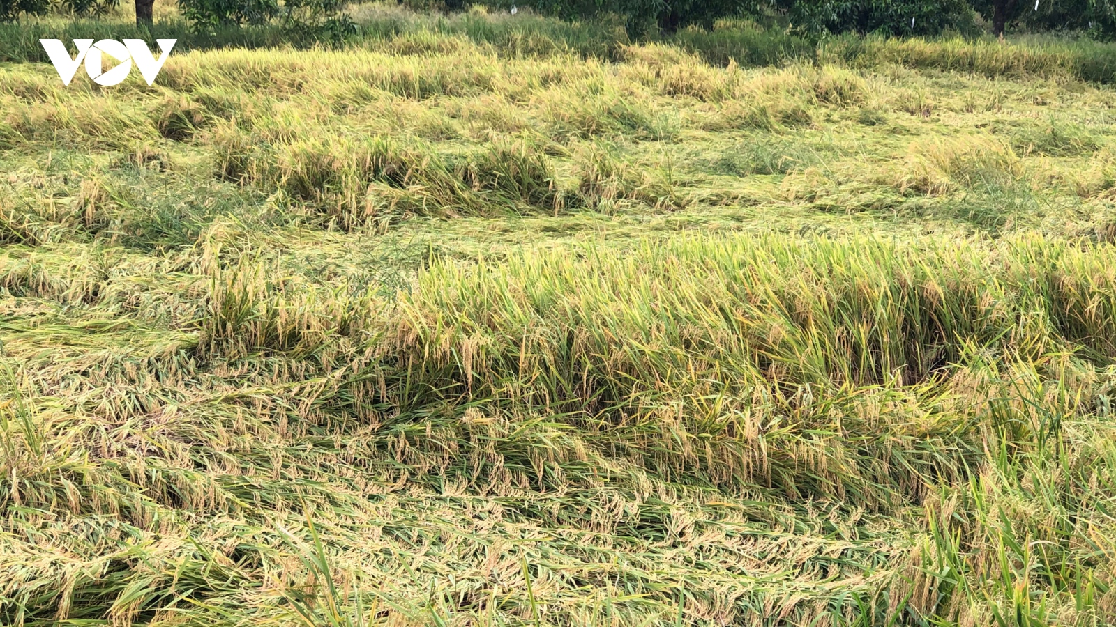 Mưa dông gây khó khăn trong thu hoạch lúa Thu Đông