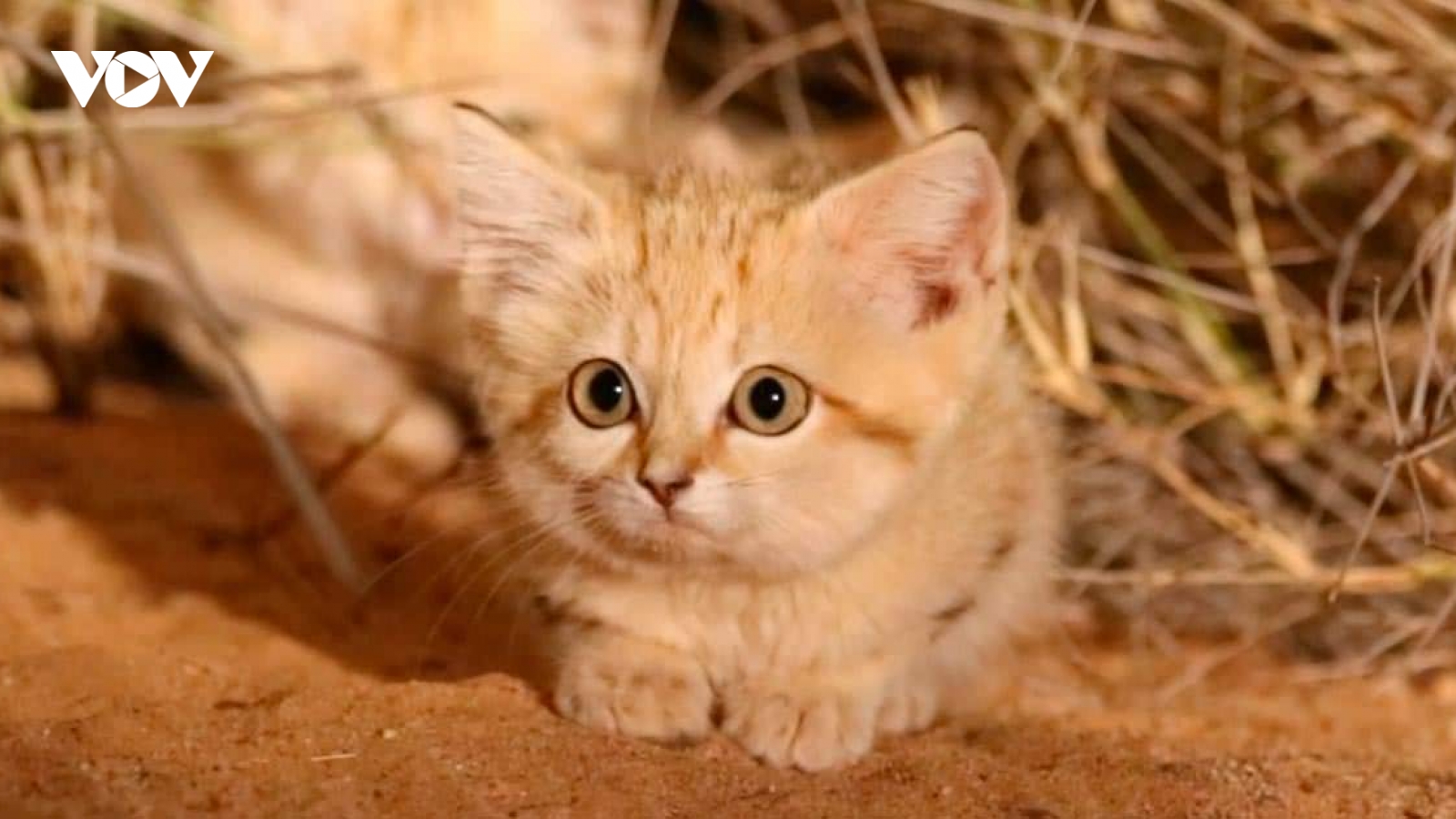 Video cực hiếm về mèo cát hoang dã ở sa mạc Sahara