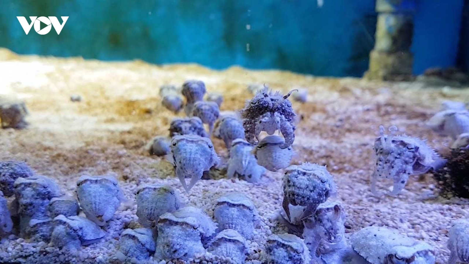 Hình ảnh như “ngoài hành tinh” của mực nang sơ sinh