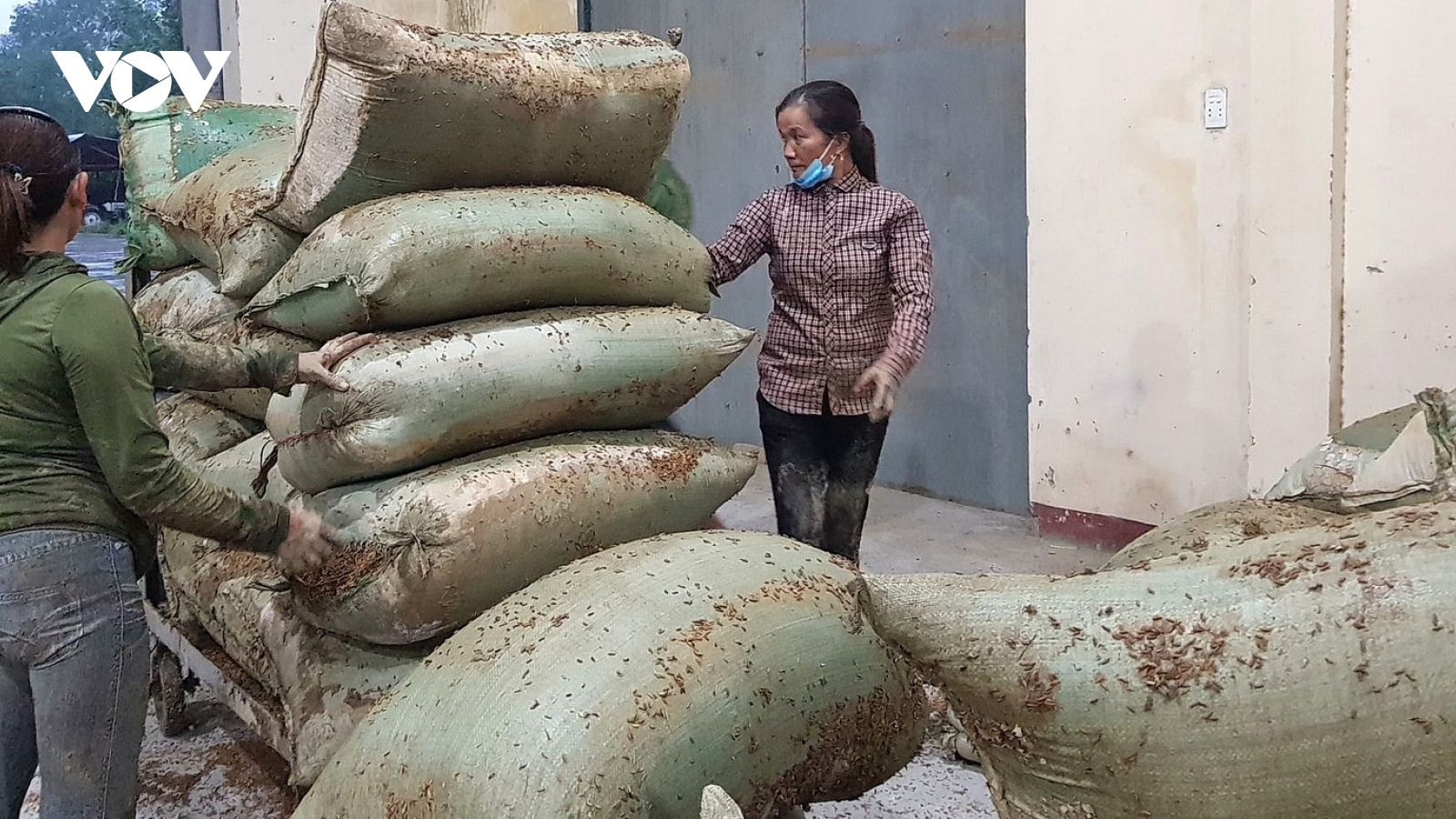 Lúa ngâm nước nảy mầm, người dân vùng lũ nơm nớp lo thiếu đói