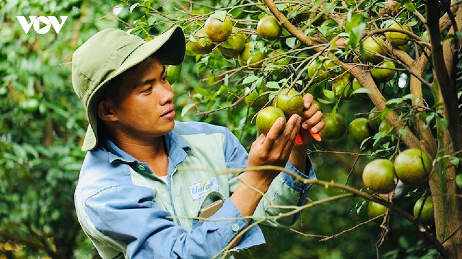 Nhiều chính sách ưu đãi đón làn sóng đầu tư vào nông nghiệp