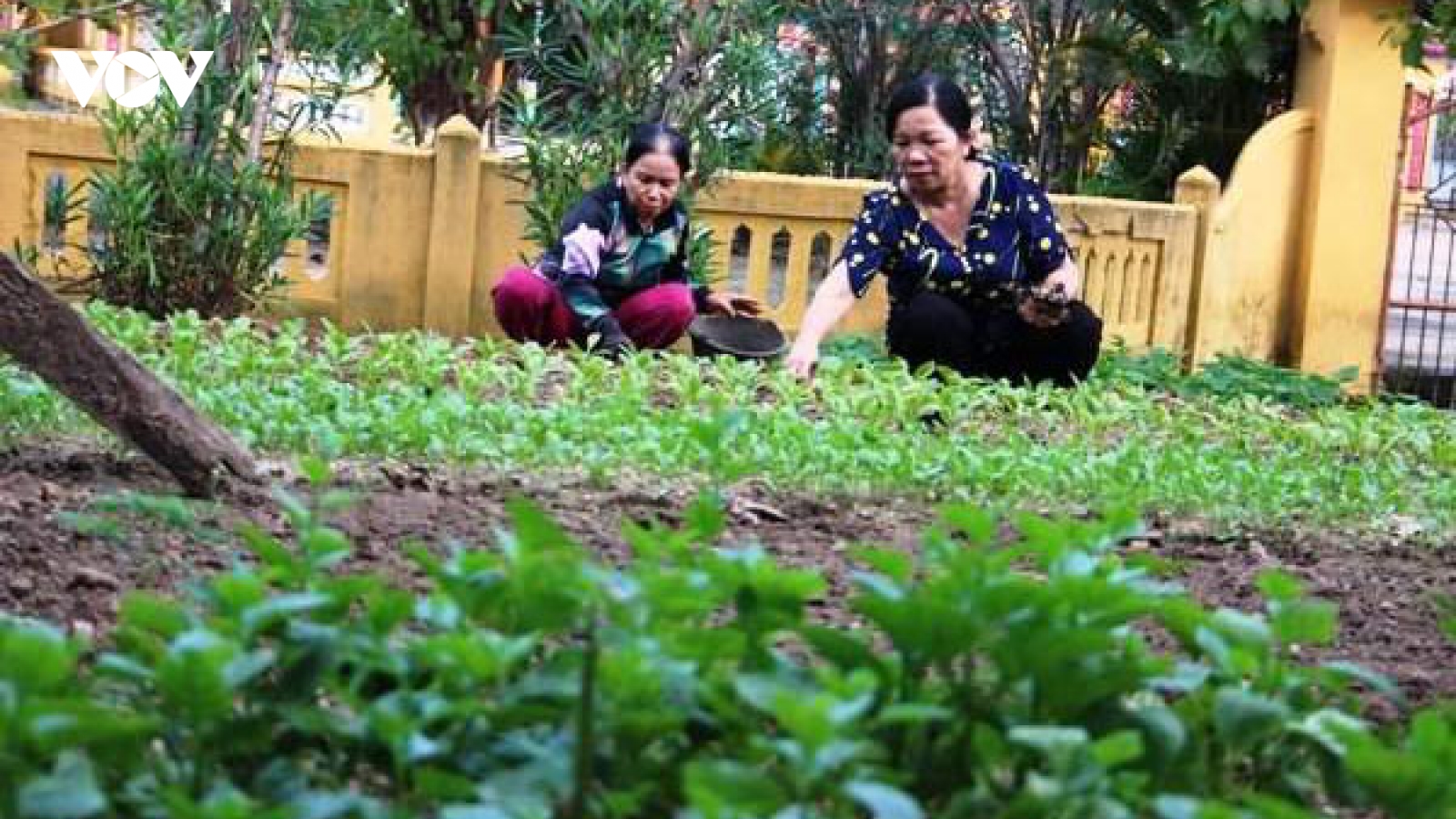 Phụ nữ Đà Nẵng thành công với nhiều mô hình bảo vệ môi trường