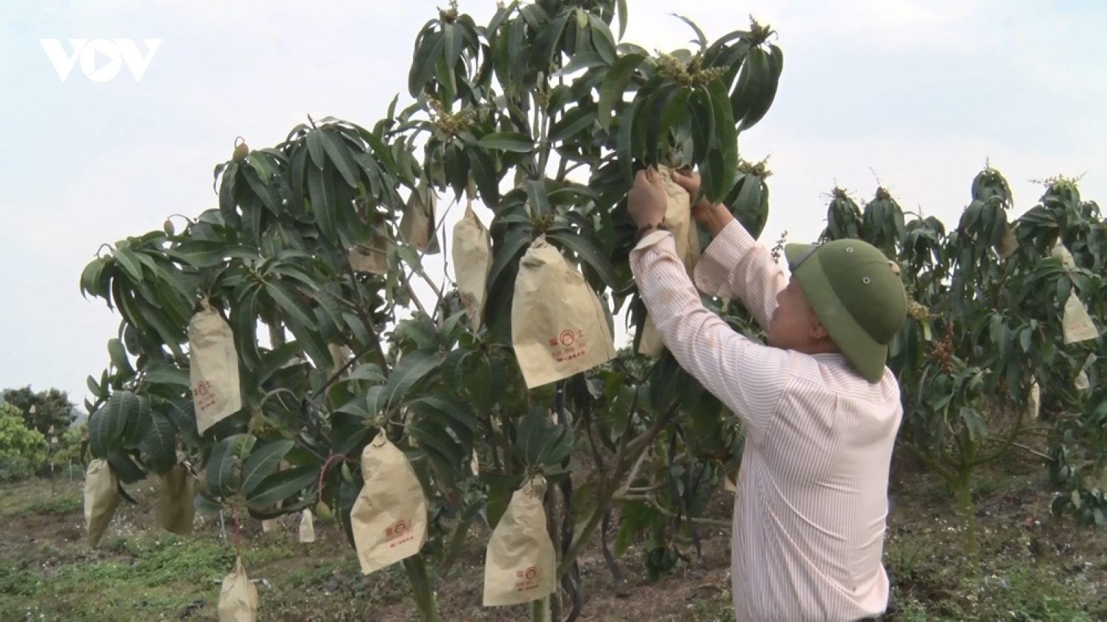 Sơn La sẽ phát triển 25.000 ha vùng nguyên liệu nông nghiệp chất lượng cao
