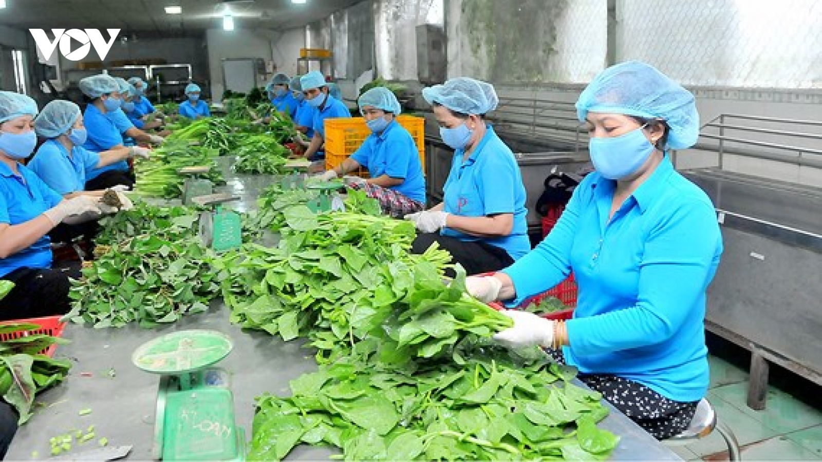 Phát huy vai trò của Hợp tác xã trong liên kết kinh doanh