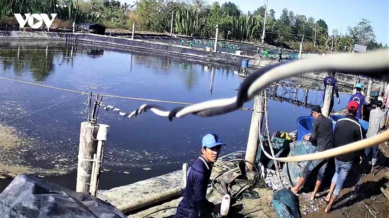 Lật tẩy chiêu dàn cảnh "trộm" hàng tấn tôm trị giá cả trăm triệu đồng
