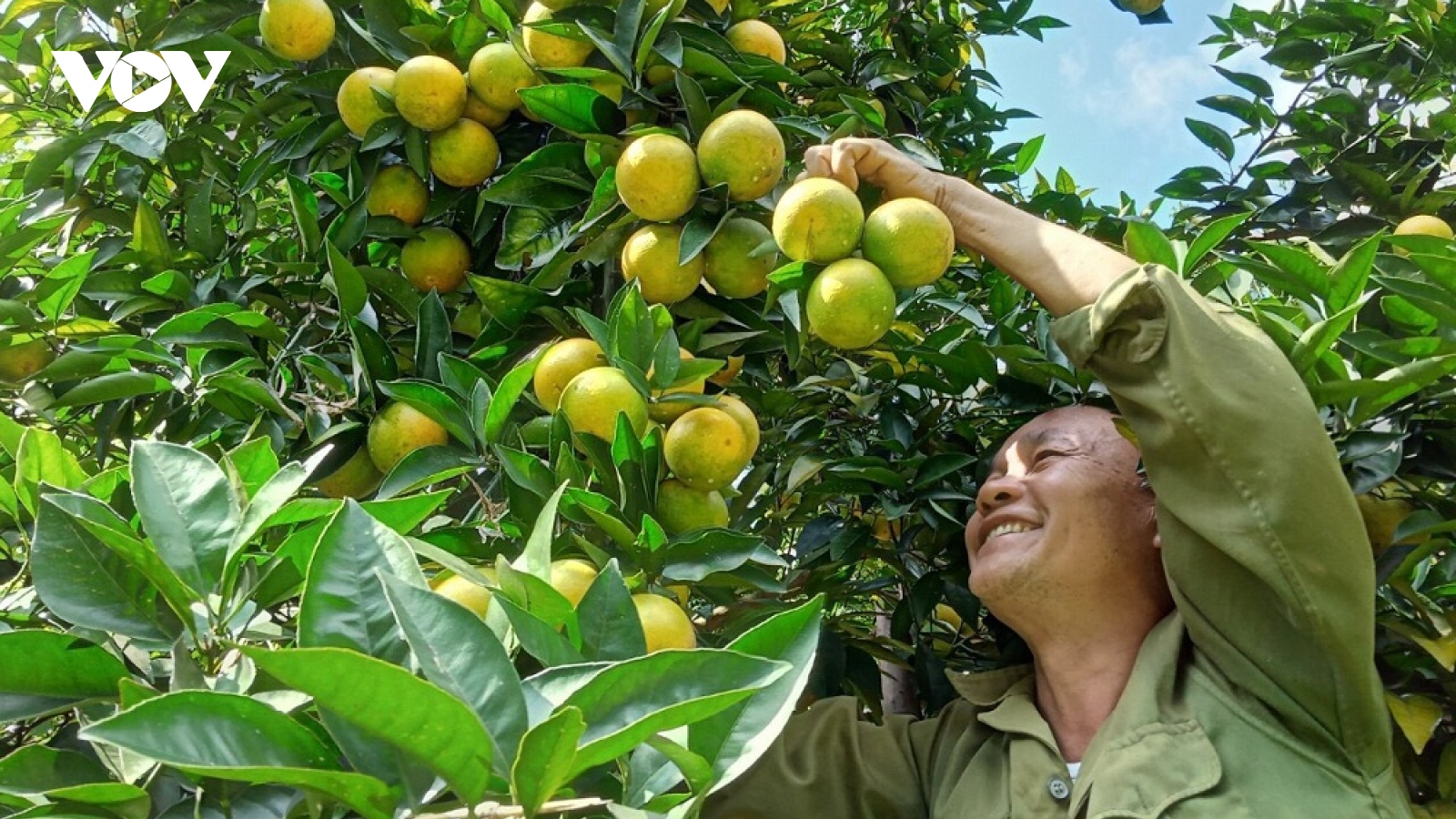 Đặc sản hoa quả Sơn La giúp người dân làm giàu trên đất dốc