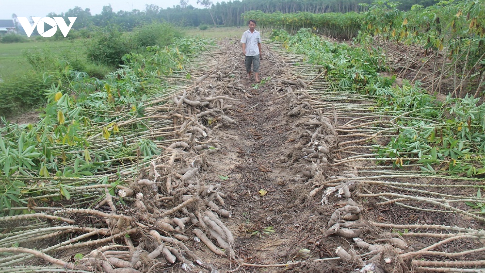 Xót cảnh nông dân Quảng Nam đổ sắn xuống ruộng