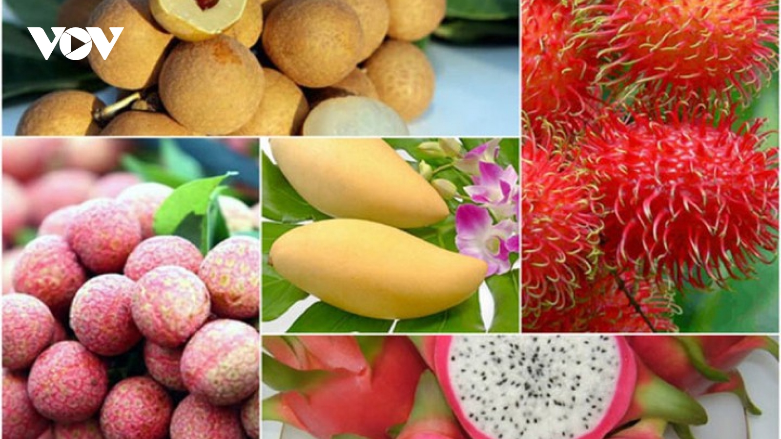 Vietnamese fruit exports to US market expected to grow by year end