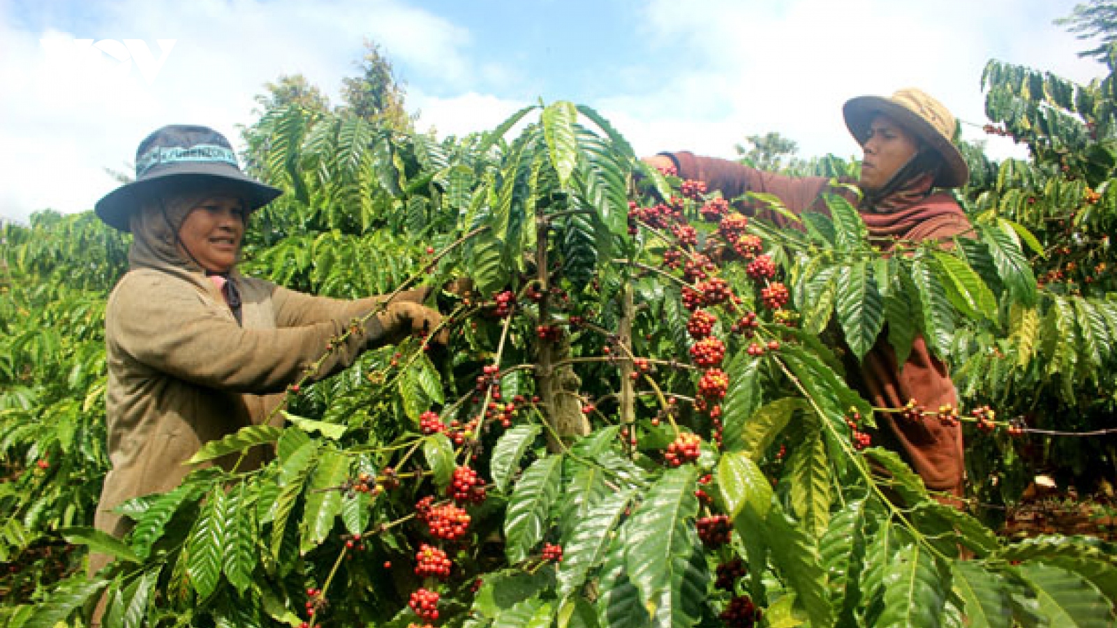 Để bán được giá, phải chú trọng đến chất lượng cà phê từ khâu thu hoạch