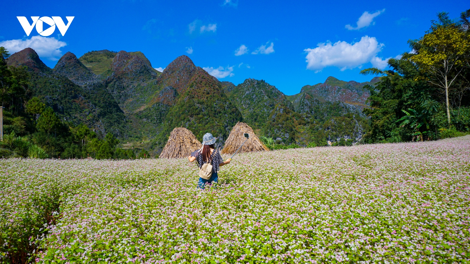 Mùa thu lên Hà Giang "hẹn hò" cùng hoa tam giác mạch