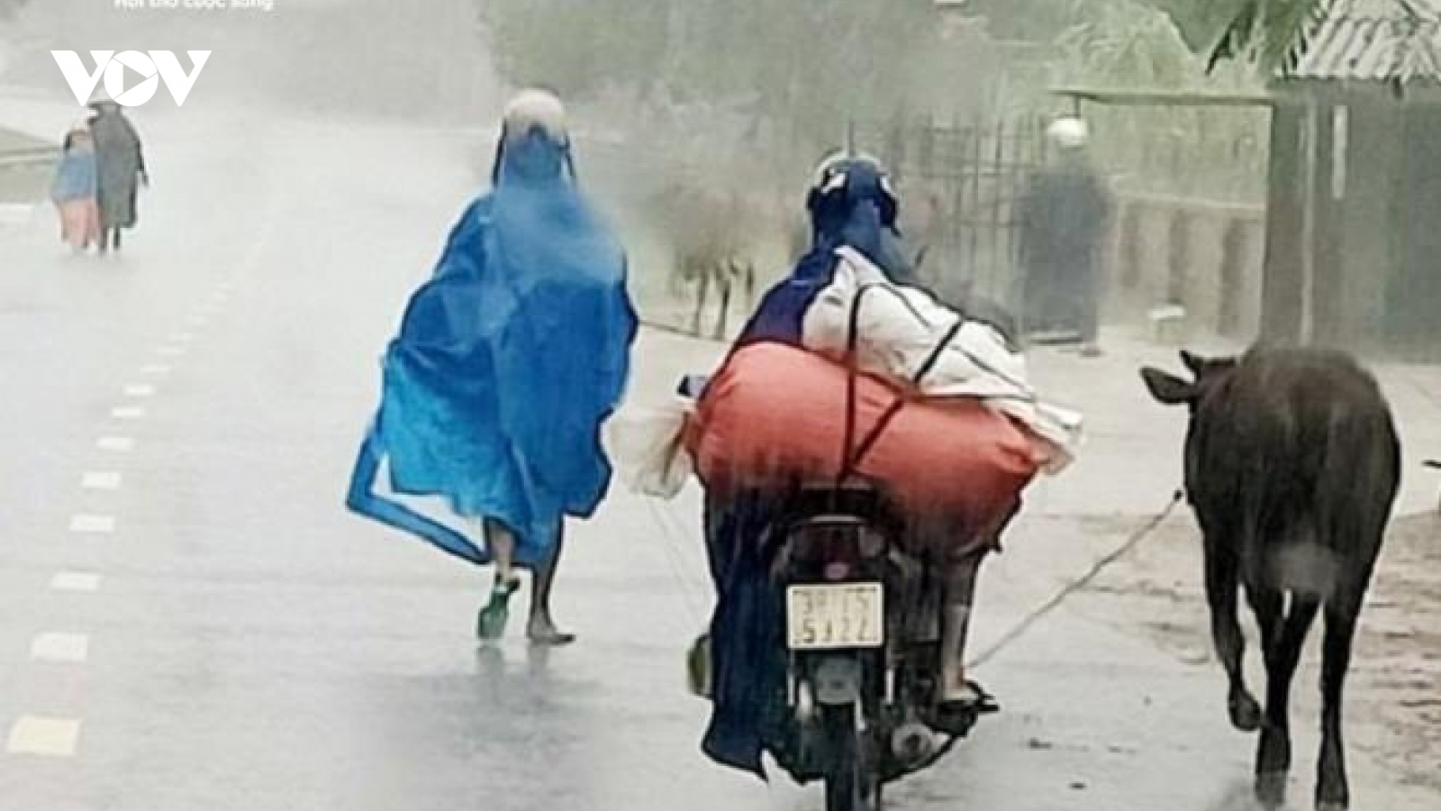 Ảnh: Người Hà Tĩnh tất bật dắt trâu bò chạy lũ