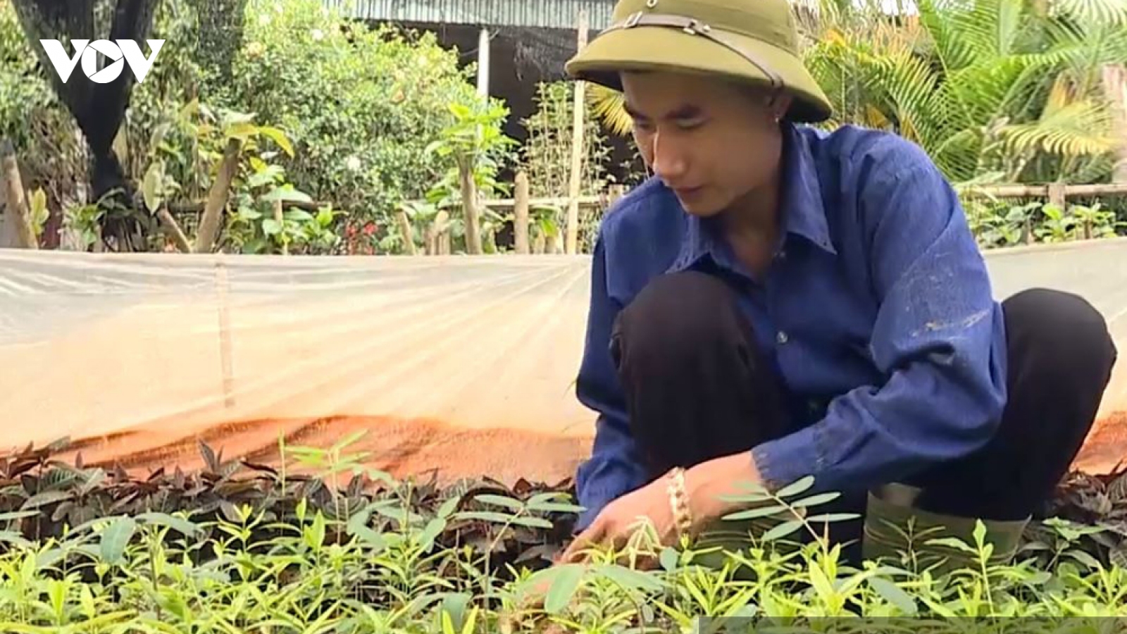 Làm giàu từ những cây thuốc quý