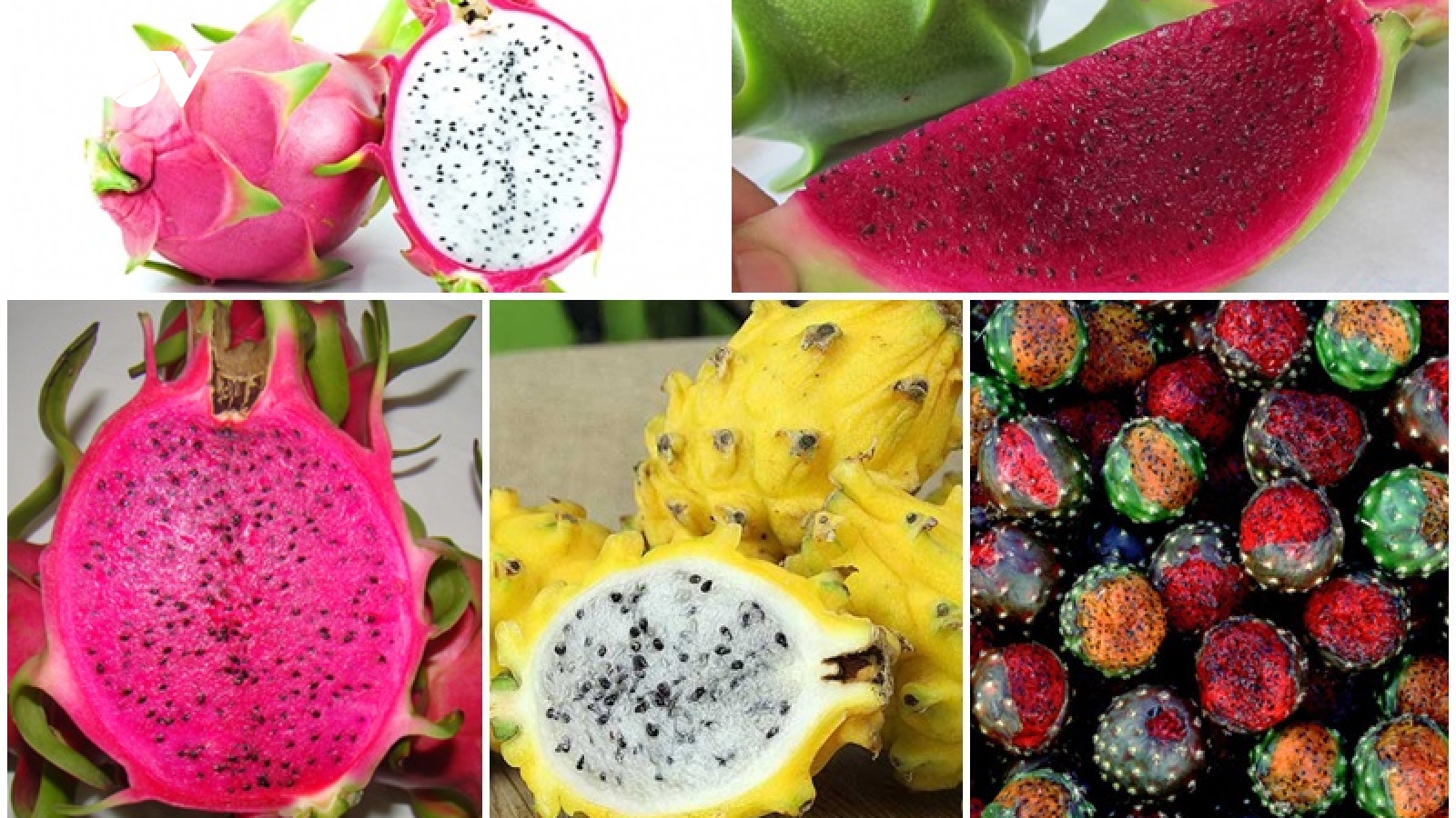 Trên thế giới có 5 loại thanh long, thị trường Việt Nam đã có 4 loại