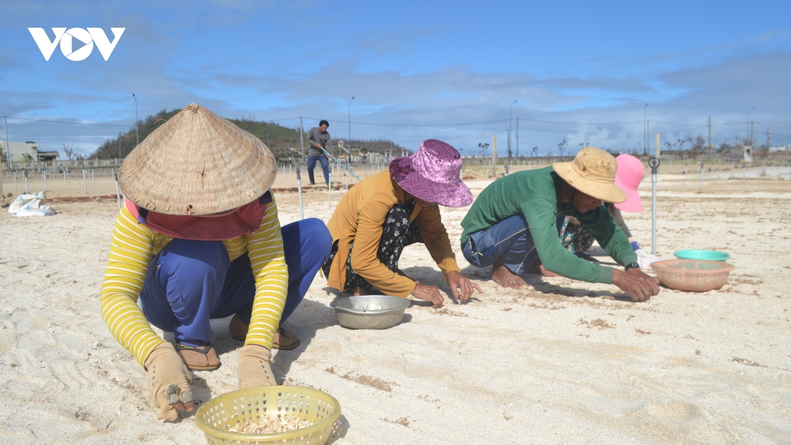 Gỡ khó cho nông dân trồng tỏi ở huyện đảo Lý Sơn