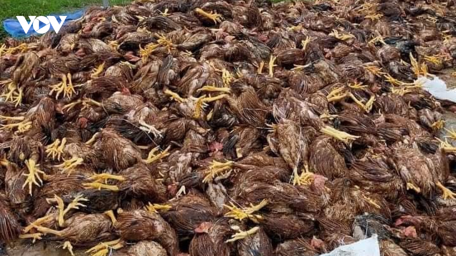 Kiệt sức bơi trong nước lũ vẫn không cứu nổi đàn gà cả vạn con