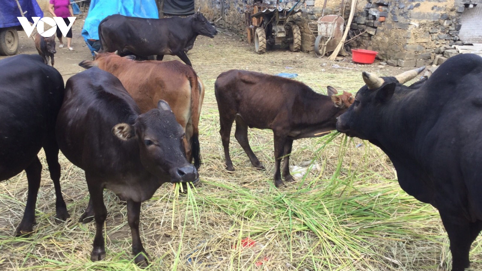 Xuất hiện bệnh viêm da nổi cục trên đàn trâu bò ở Cao Bằng
