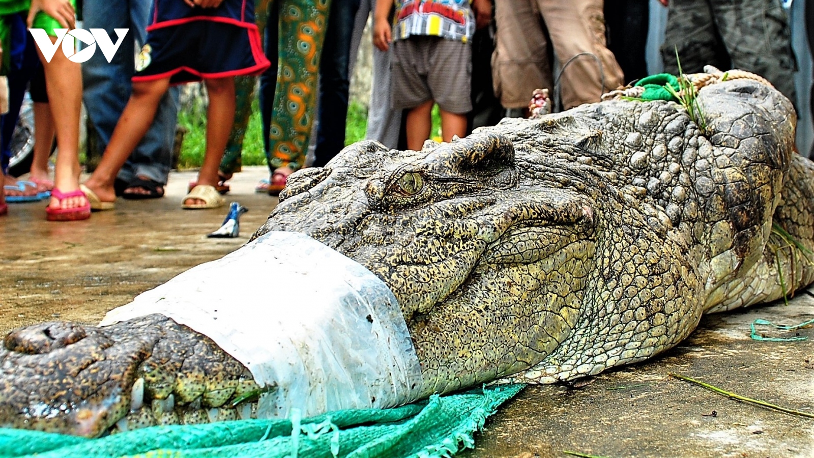 Cá sấu liên tiếp sổng chuồng: Người dân lơ là, quy định thiếu chặt chẽ