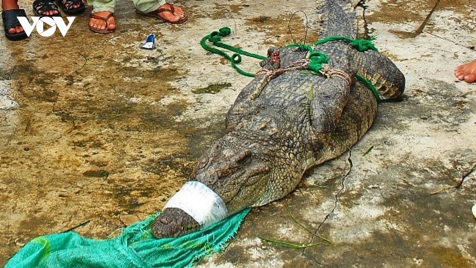 Phát hiện thêm 2 con cá sấu nặng hàng chục kg sổng chuồng