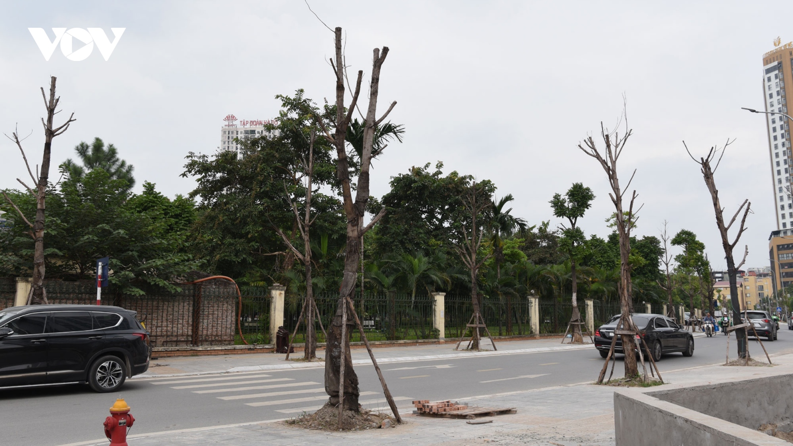 Cây mới trồng chết khô trên phố mới ở quận Cầu Giấy