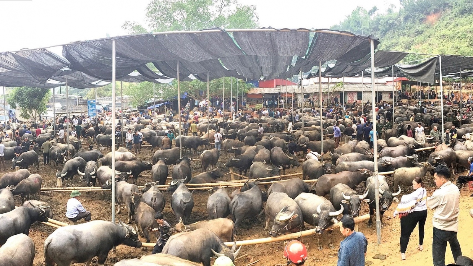 Bắc Kạn sẽ không đóng cửa chợ phiên trâu bò lớn nhất tỉnh