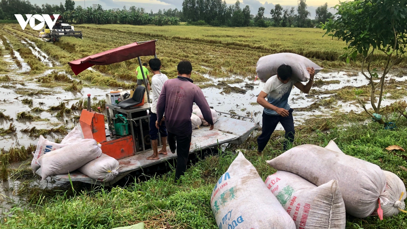 Giá lúa tăng nhưng năng suất lúa lại giảm do đổ ngã, ngập úng