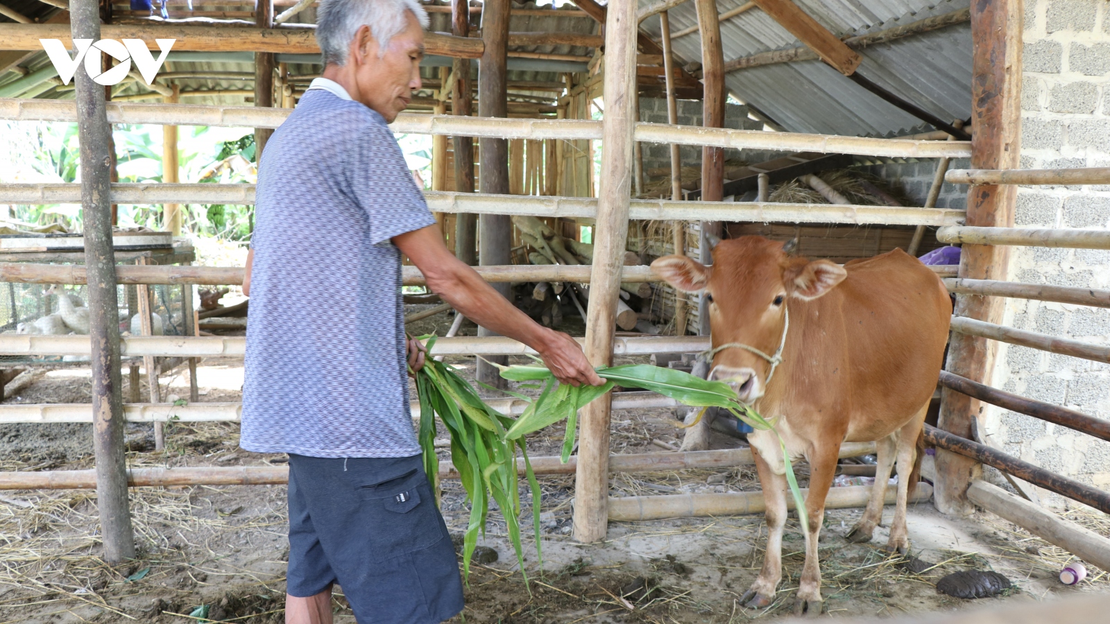 Cần làm rõ câu chuyện “Nhận bò thêm lo” ở Điện Biên