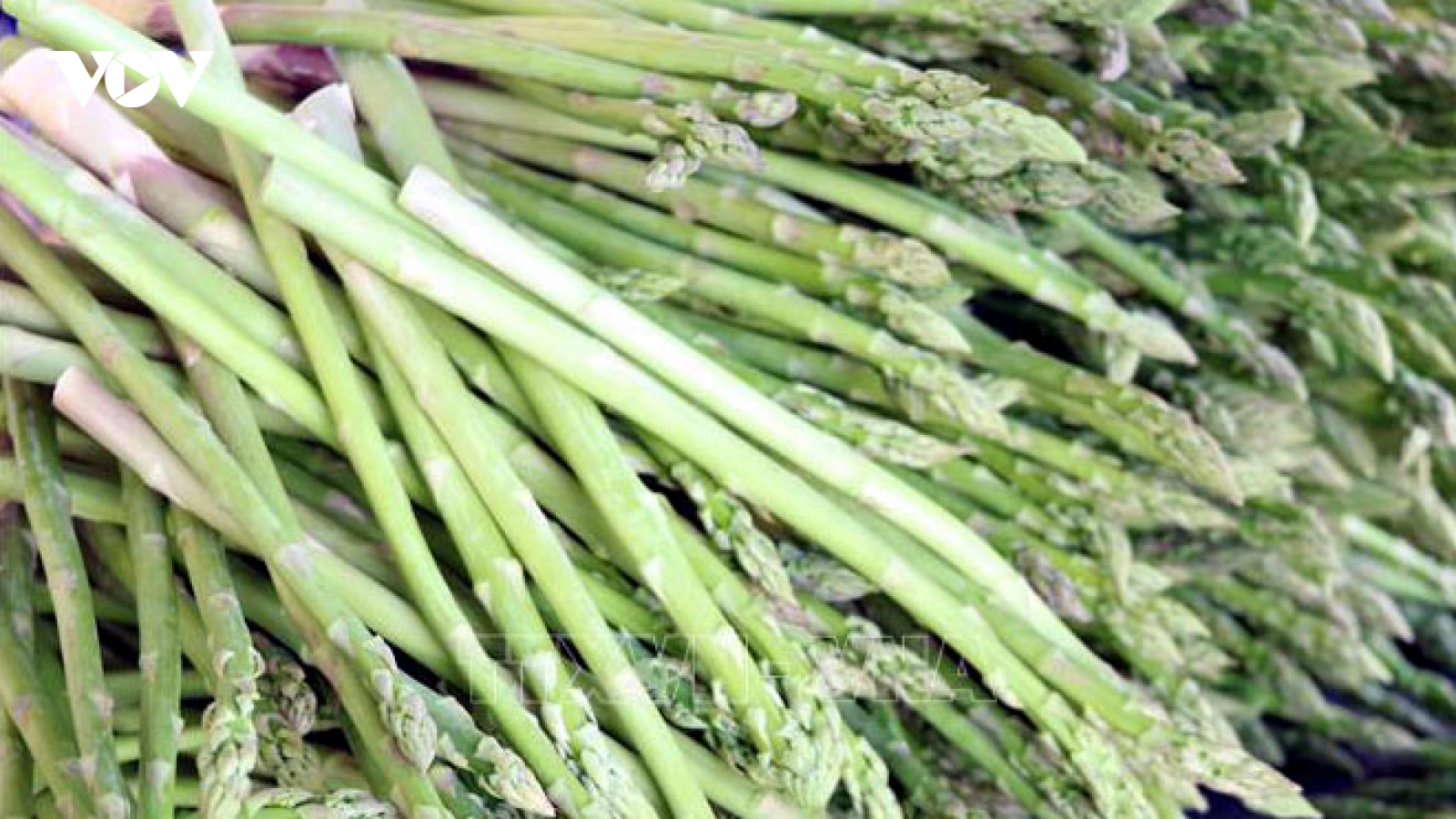Trồng 2 sào rau "hoàng đế" thu về tiền triệu mỗi ngày
