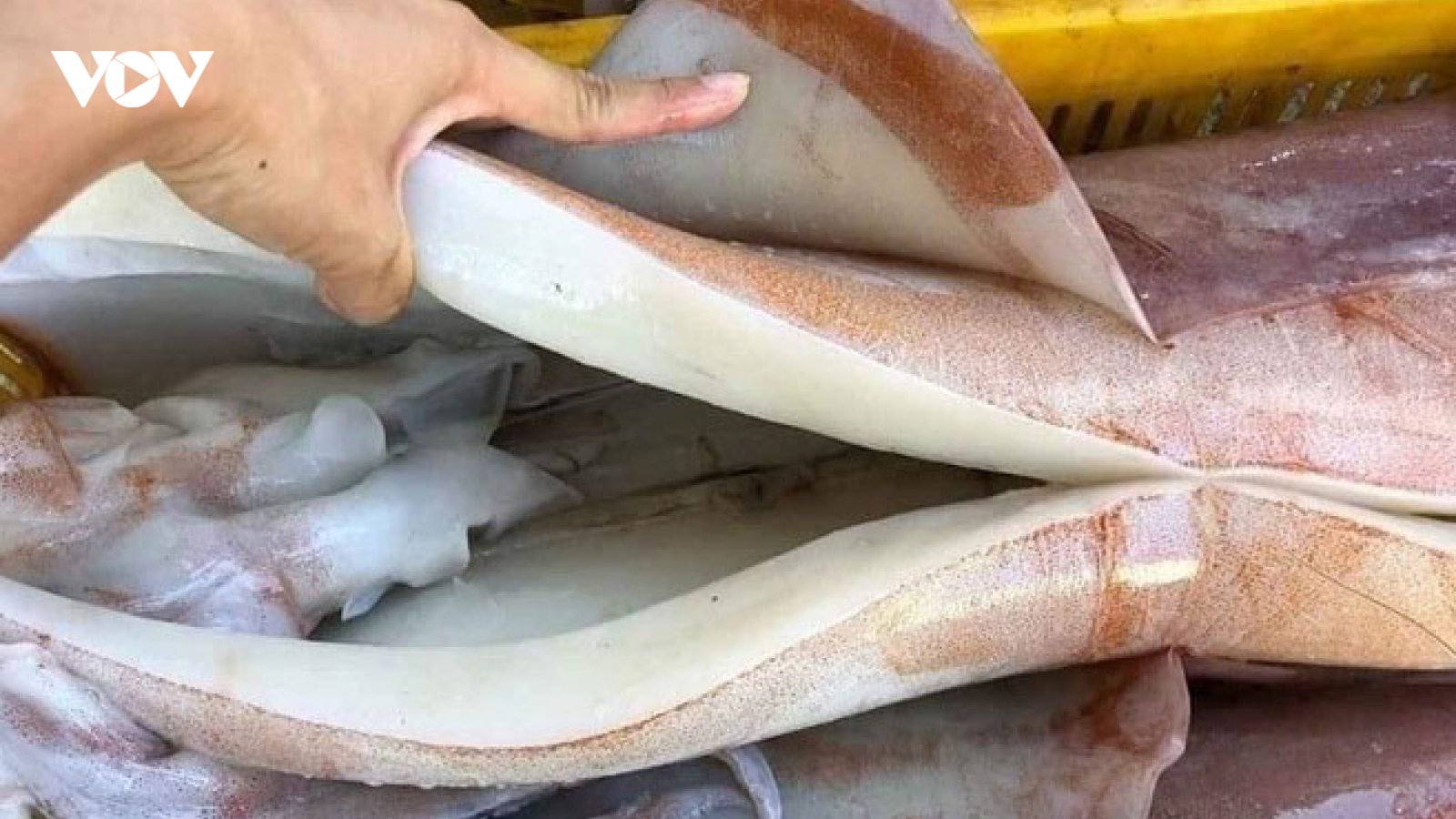 Mực khổng lồ có giá 55.000 đồng/kg?